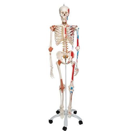 3B SCIENTIFIC Super Skeleton Sam, on Roller Stand - w/ 3B Smart Anatomy 1020176